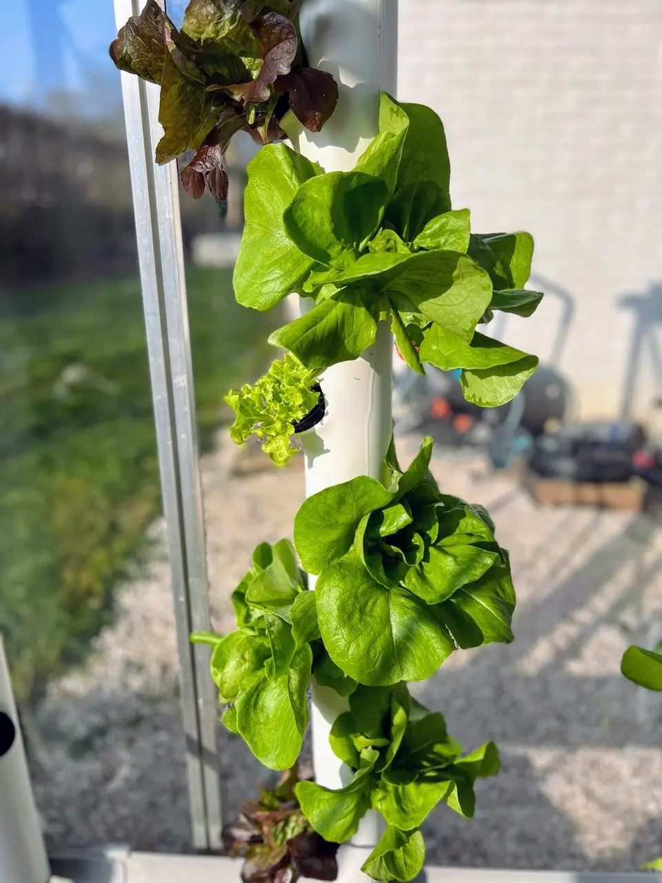 Serre automatisée aquaponique myFarm - Salades après 3 semaines Serre automatisée aquaponique myFarm - Salades après 3 semaines