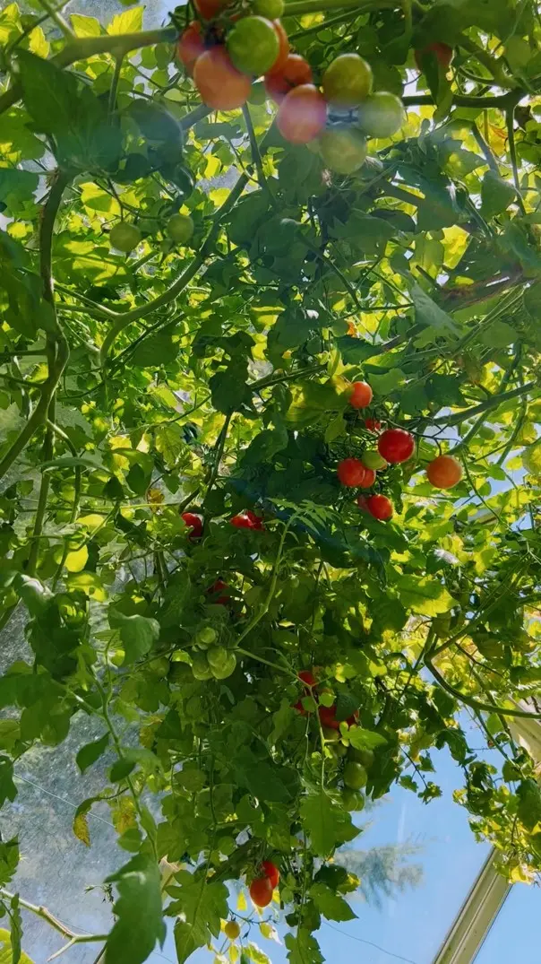 Serre automatisée aquaponique myFarm à Overijse Serre automatisée aquaponique myFarm à Overijse