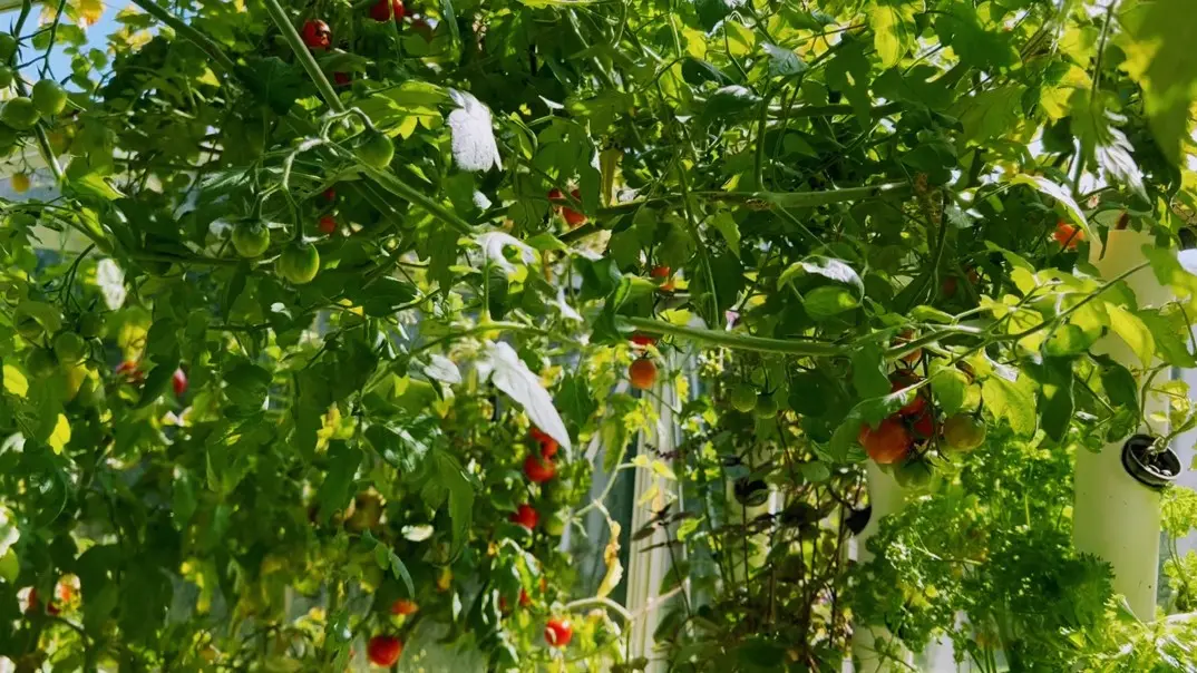 Serre automatisée aquaponique myFarm à Overijse Serre automatisée aquaponique myFarm à Overijse