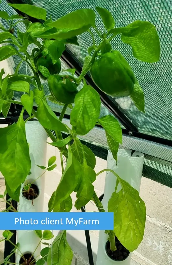 Serre automatisée aquaponique myFarm à Gembloux Serre automatisée aquaponique myFarm à Gembloux