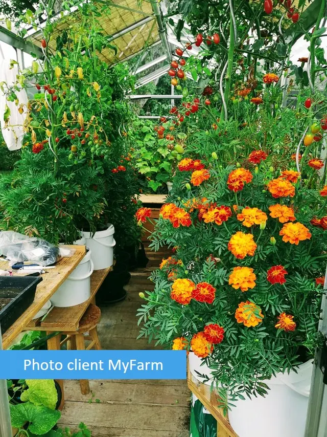 Serre automatisée aquaponique myFarm à Gembloux Serre automatisée aquaponique myFarm à Gembloux