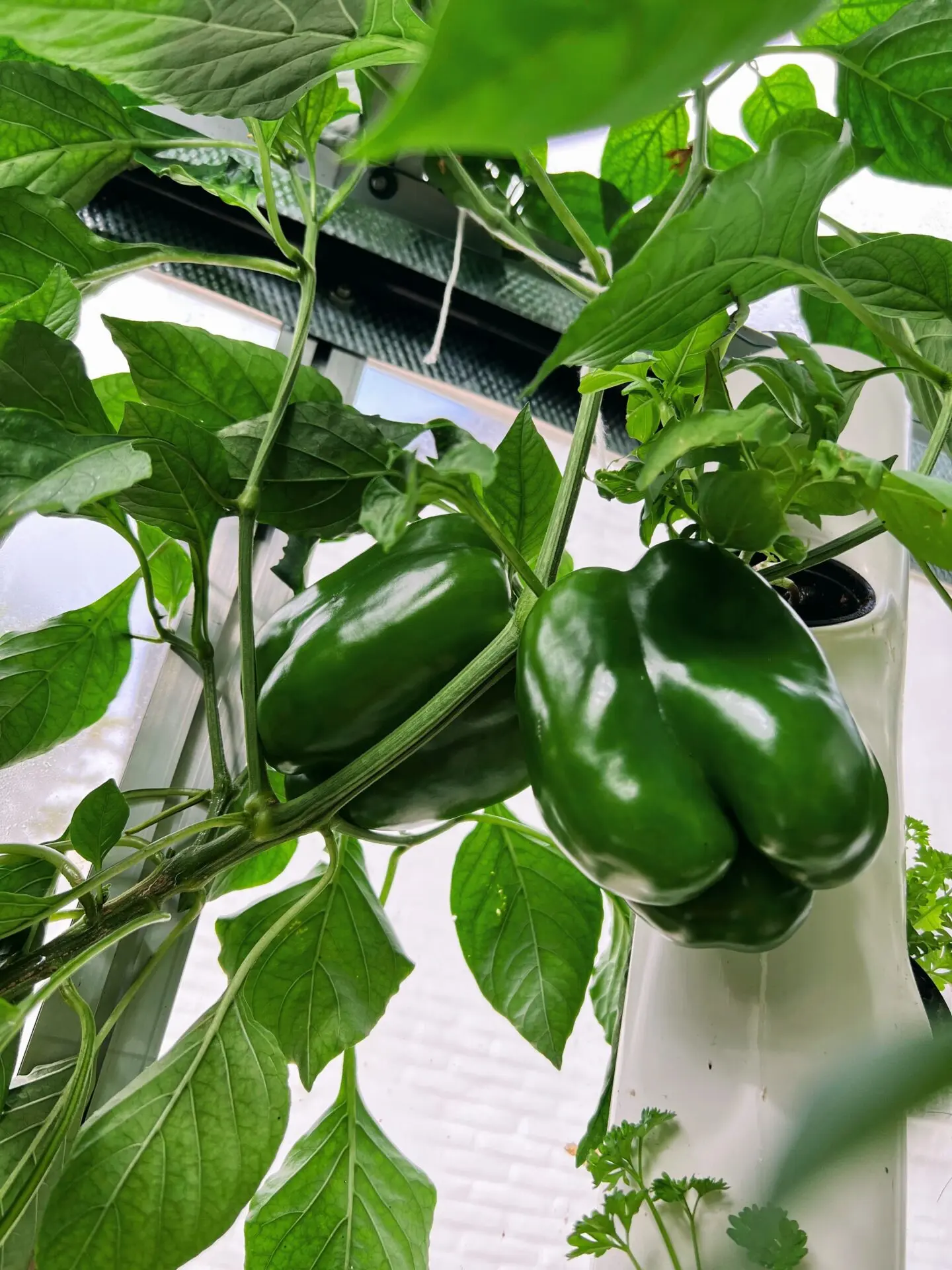 Poivrons dans la serre automatisée aquaponique myFarm Poivrons dans la serre automatisée aquaponique myFarm