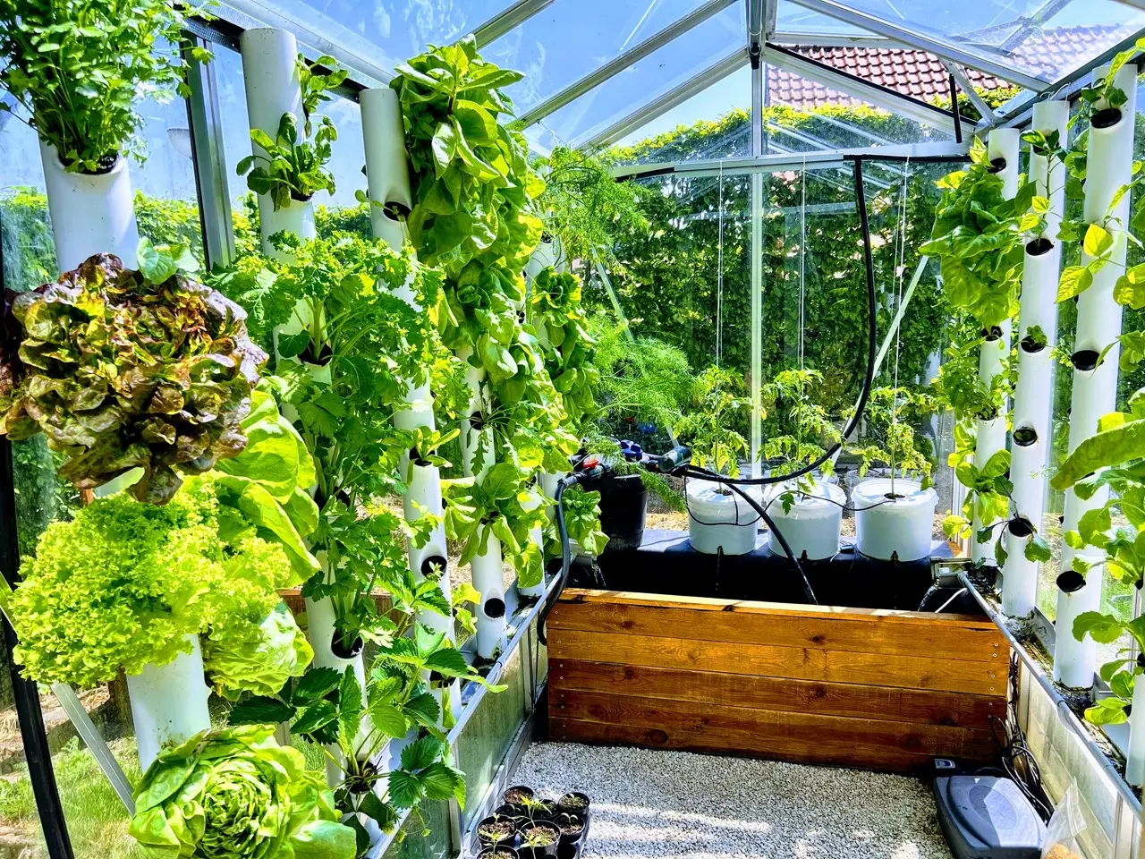 Serre automatisée aquaponique myFarm - juillet 2022 Serre automatisée aquaponique myFarm - juillet 2022