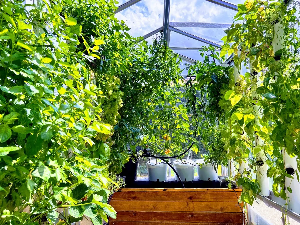 Serre automatisée aquaponique myFarm - juillet 2022 Serre automatisée aquaponique myFarm - juillet 2022