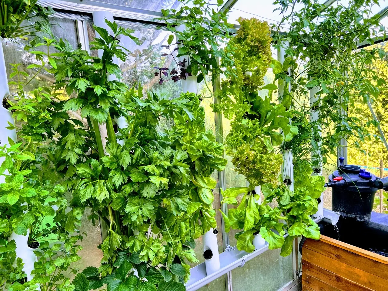 Serre automatisée aquaponique myFarm - juillet 2022 Serre automatisée aquaponique myFarm - juillet 2022